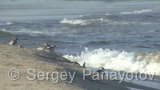 Video of Sanderling - Sanderling near to the coast line